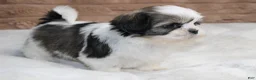 Shih Tzu dogs for sale: Zeke - Ad 3