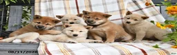 Shiba Inu dogs for sale: Rosie - Ad 3