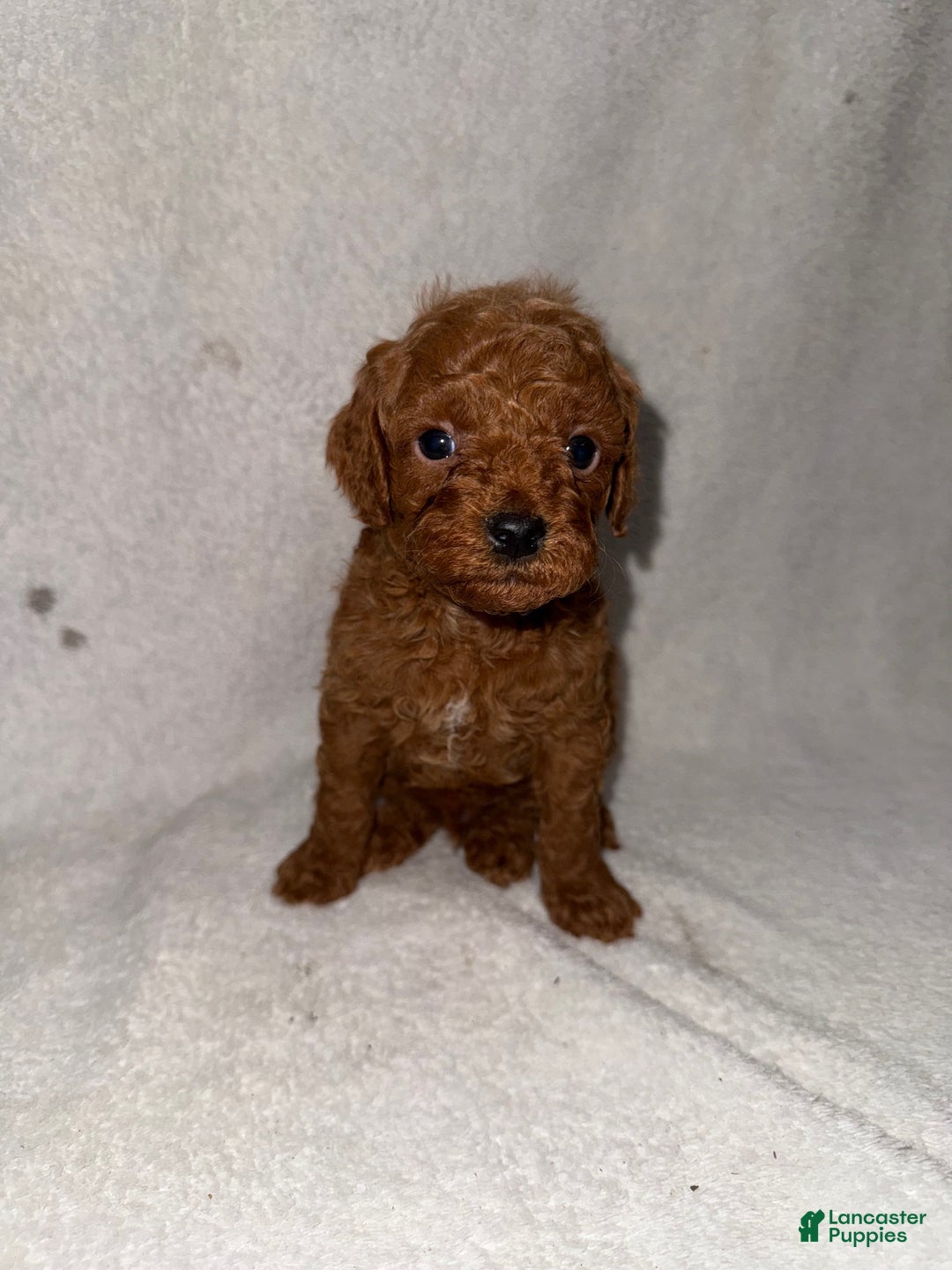 Cavapoo dogs for sale: Cavapoo Puppy 1 - Ad 4