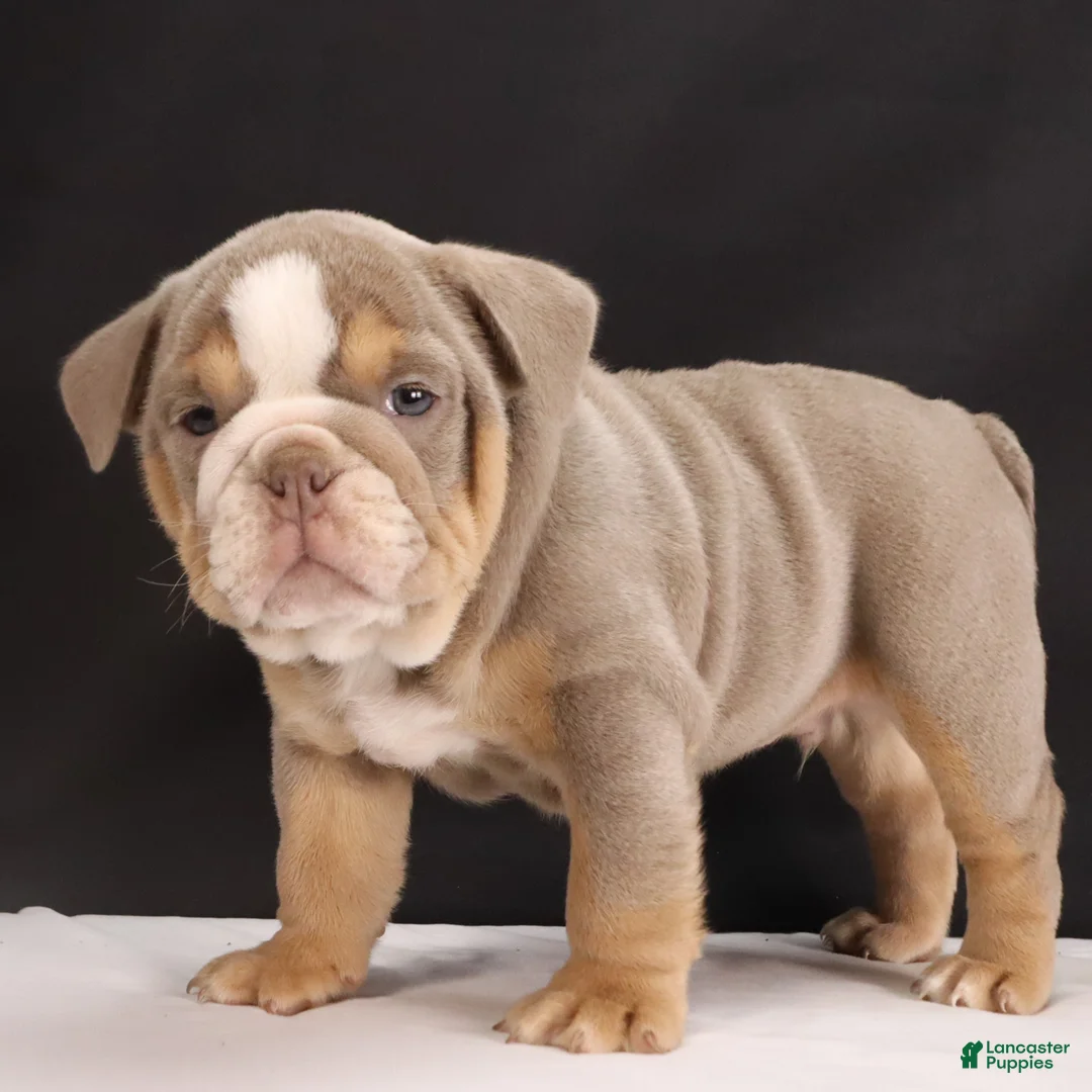 English Bulldog dogs for sale: Tucker - Ad 7