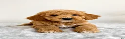 Mini Goldendoodle dogs for sale: Gunther - Ad 4