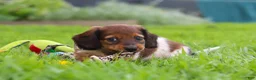 Miniature Dachshund dogs for sale: Tony - Ad 8