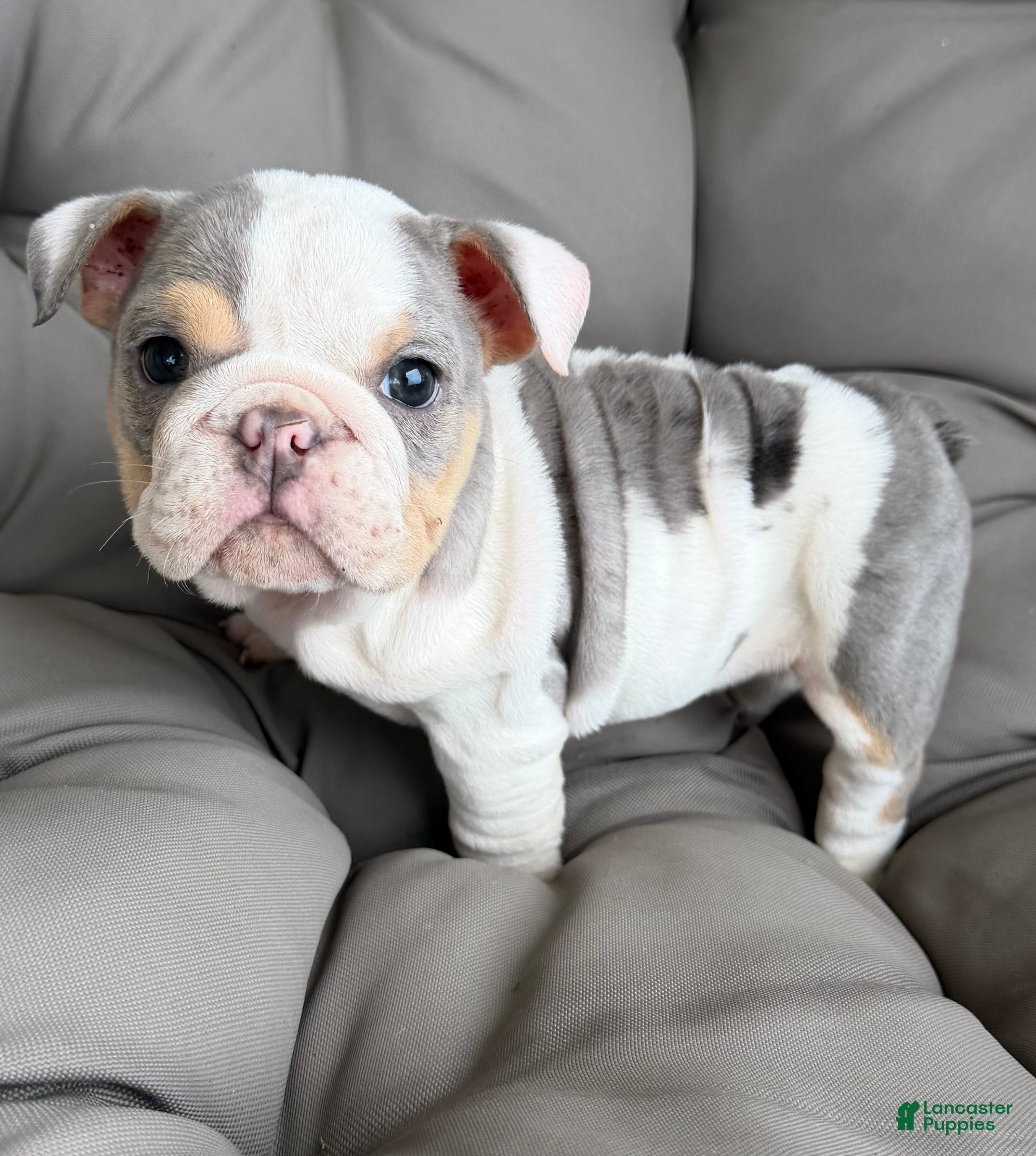 English Bulldog dogs london- TAKE HOME TODAY - Ad 5