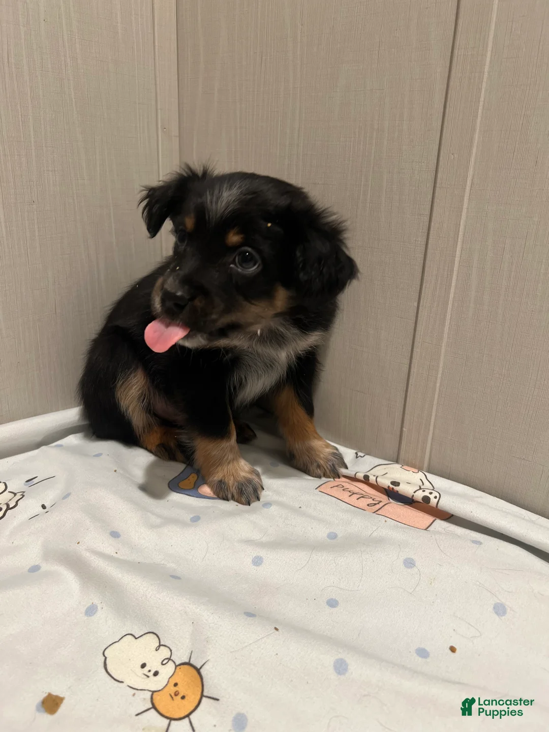 Mixed Breed dogs for sale: Prancer  - Ad 4