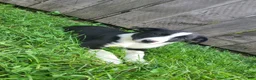 Mixed Breed dogs for sale: Luke  - Ad 2