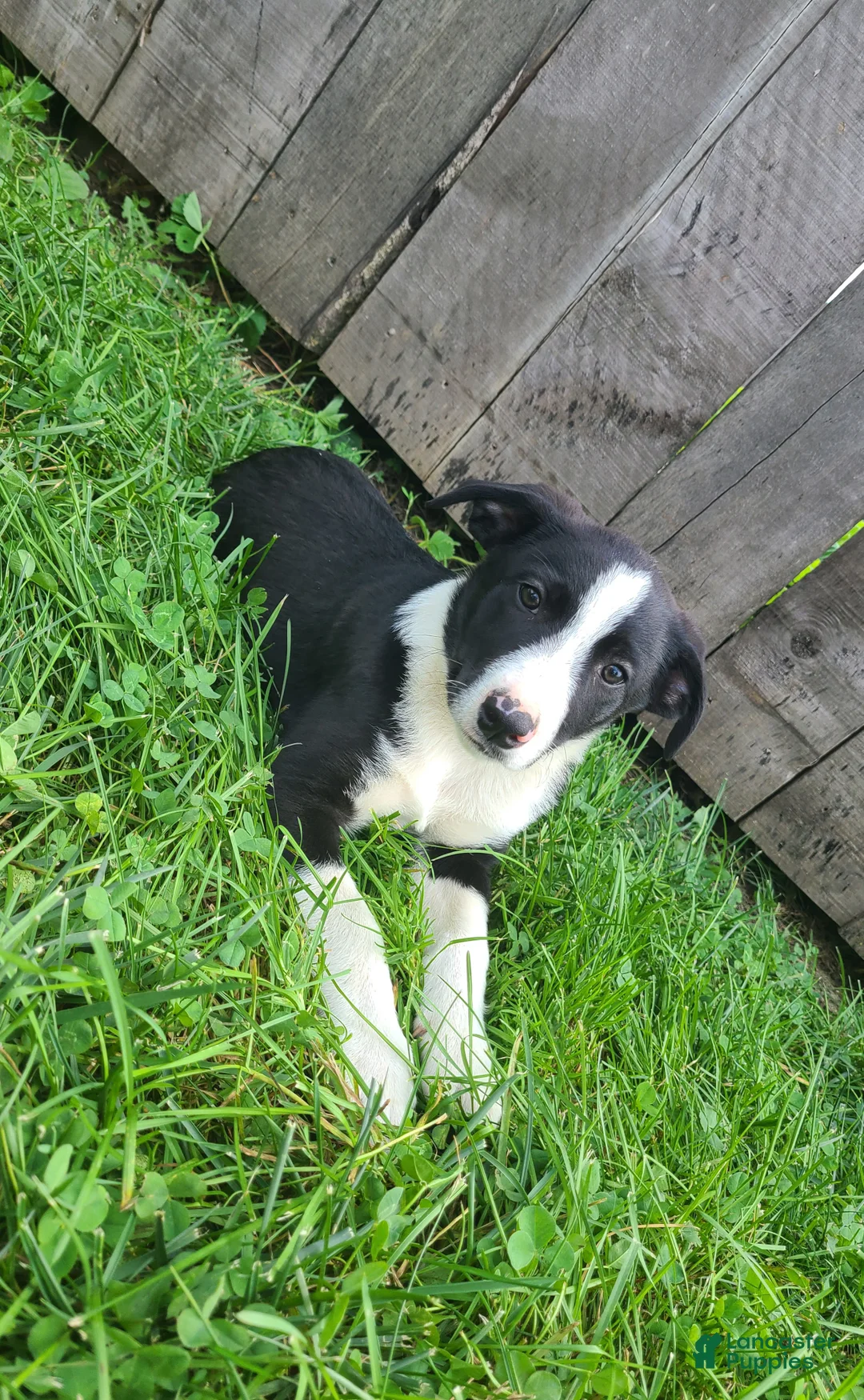 Mixed Breed dogs for sale: Luke  - Ad 2