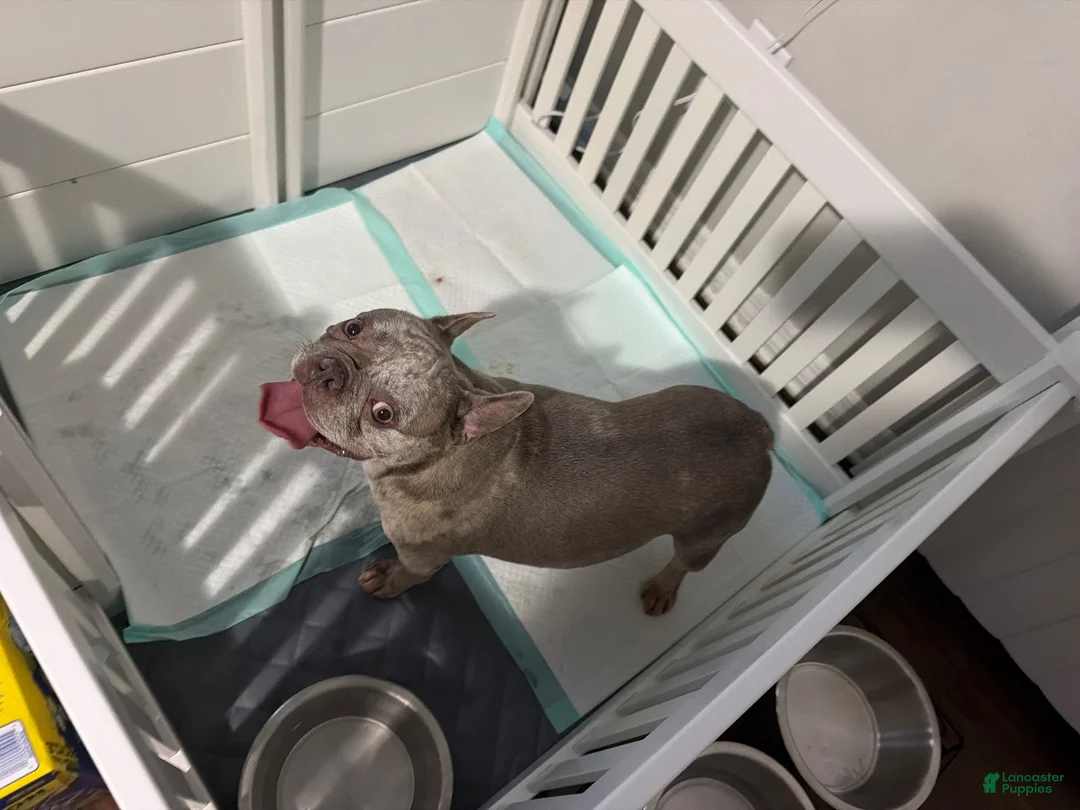 French Bulldog dogs for sale: French Bulldog 1 - Ad 2