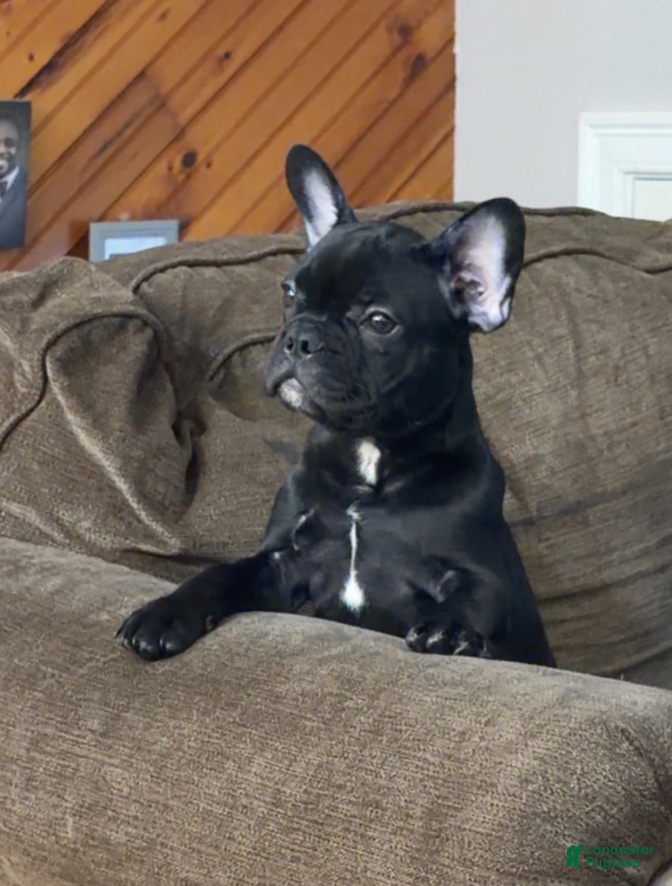 French Bulldog dogs for sale: French Bulldog Black with white stripe - Ad 3