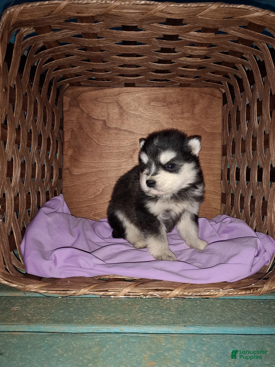 Pomsky dogs for sale: Diamond  - Ad 2
