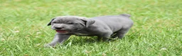 Cane Corso dogs for sale: Brooke - Ad 2