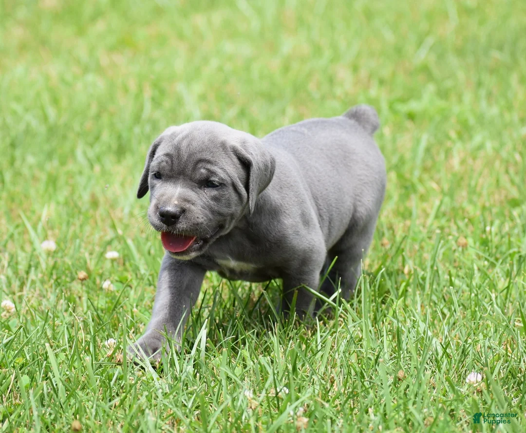 Cane Corso dogs for sale: Brooke - Ad 2