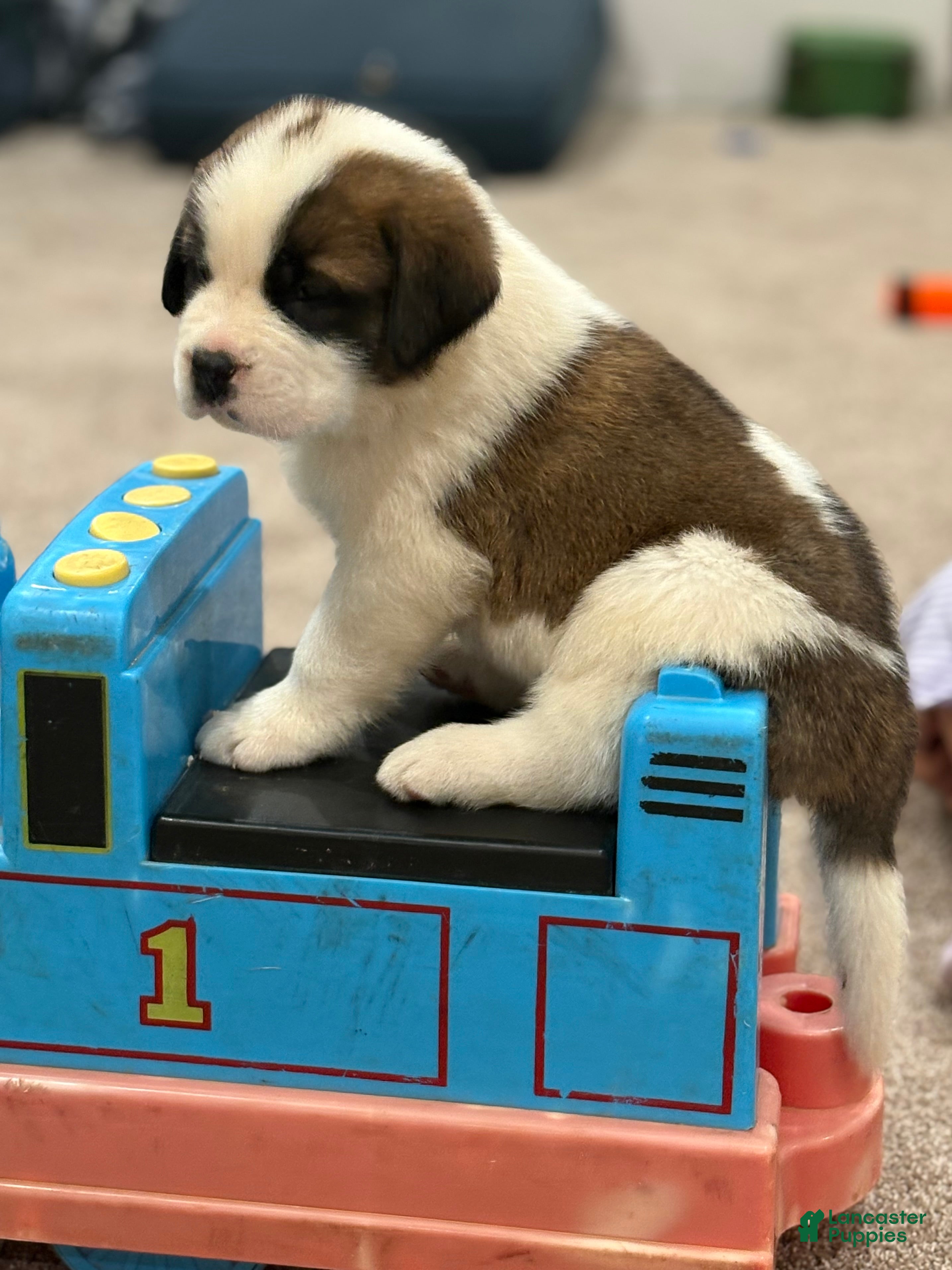 Saint Bernard dogs Zuma  - Ad 2