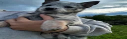 Australian Cattle Dog dogs for sale: Teeter - Ad 2