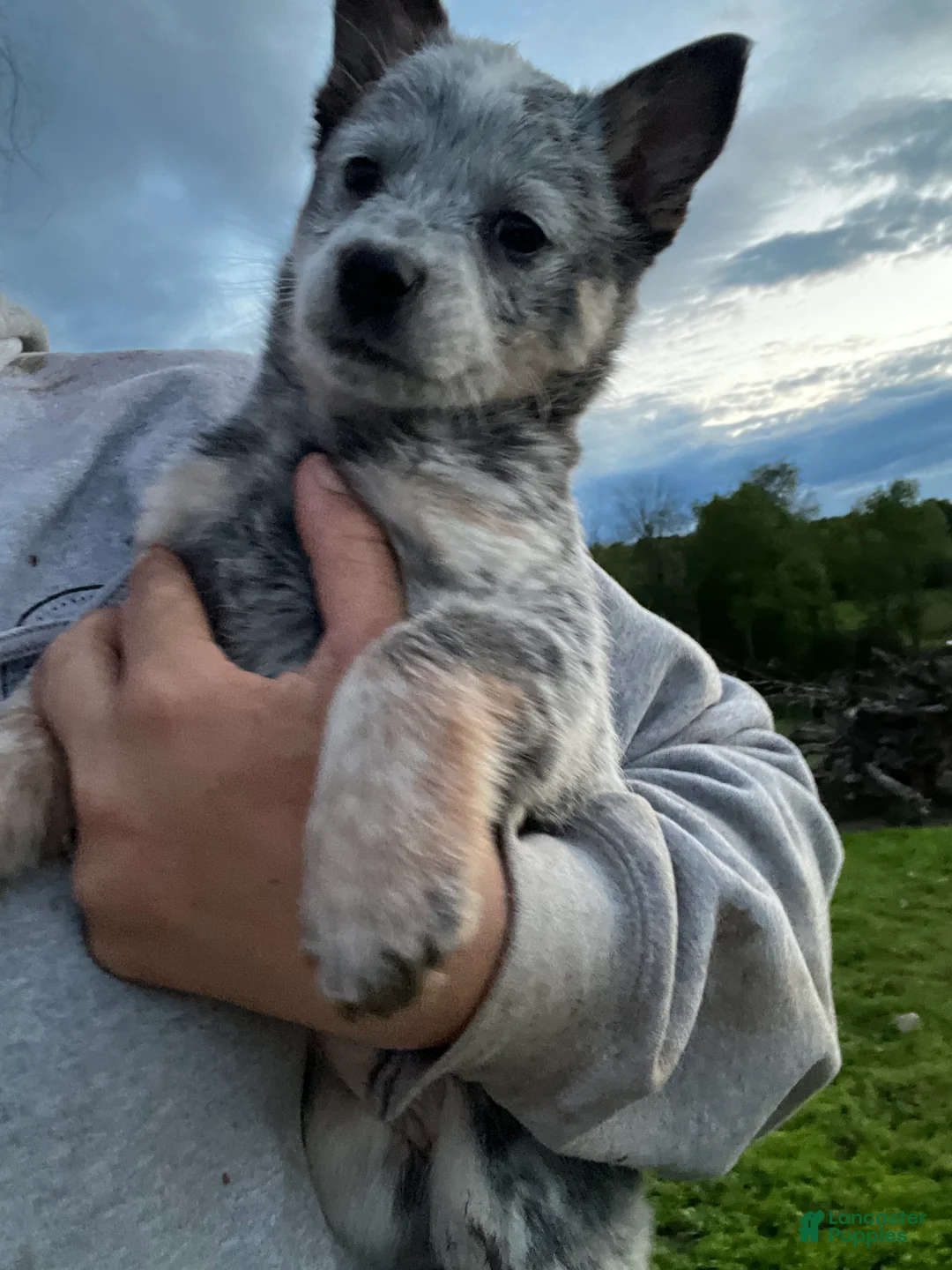 Australian Cattle Dog dogs for sale: Teeter - Ad 2