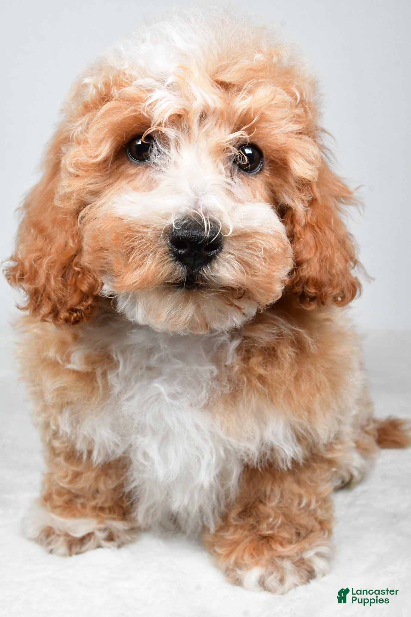 Bichpoo dogs Bo - Ad 2