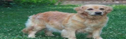Golden Retriever dogs for sale: Golden Retriever 3 - Ad 4