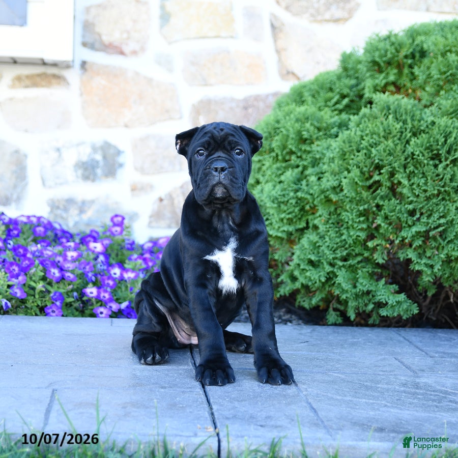 Cane Corso dogs Bri  - Ad 1