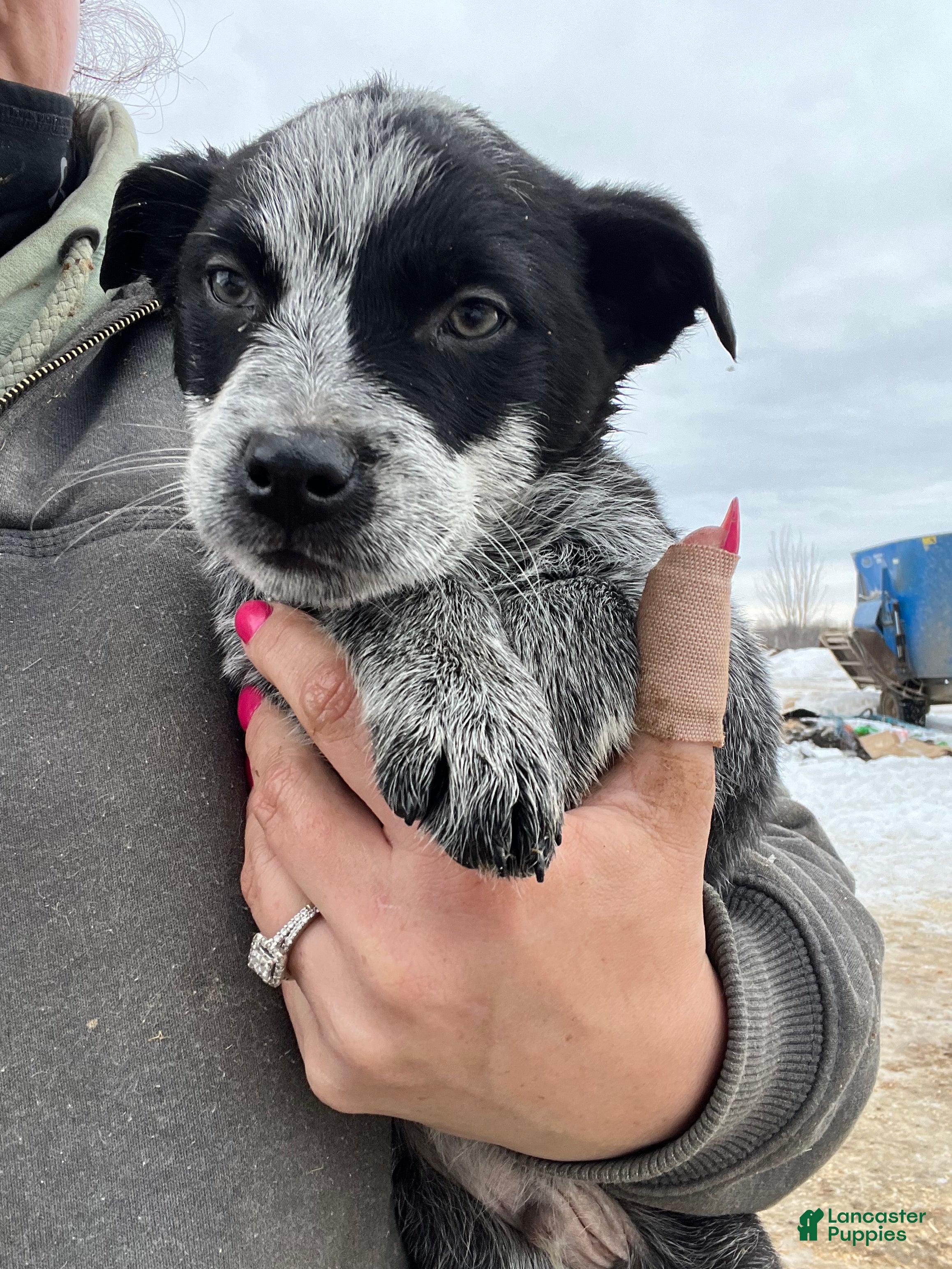 Australian Cattle Dog dogs Archer - Ad 41