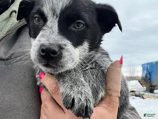 Australian Cattle Dog dogs Archer - Ad 41