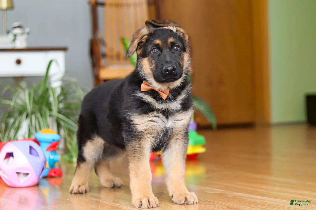 German Shepherd dogs for sale: Benson - Ad 2