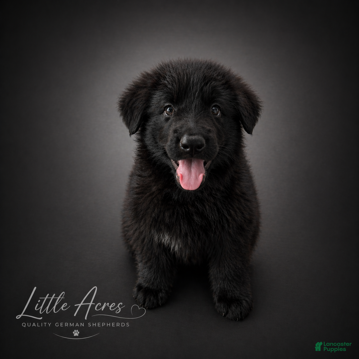 German Shepherd dogs German Shepherd Puppy 10 - Ad 11