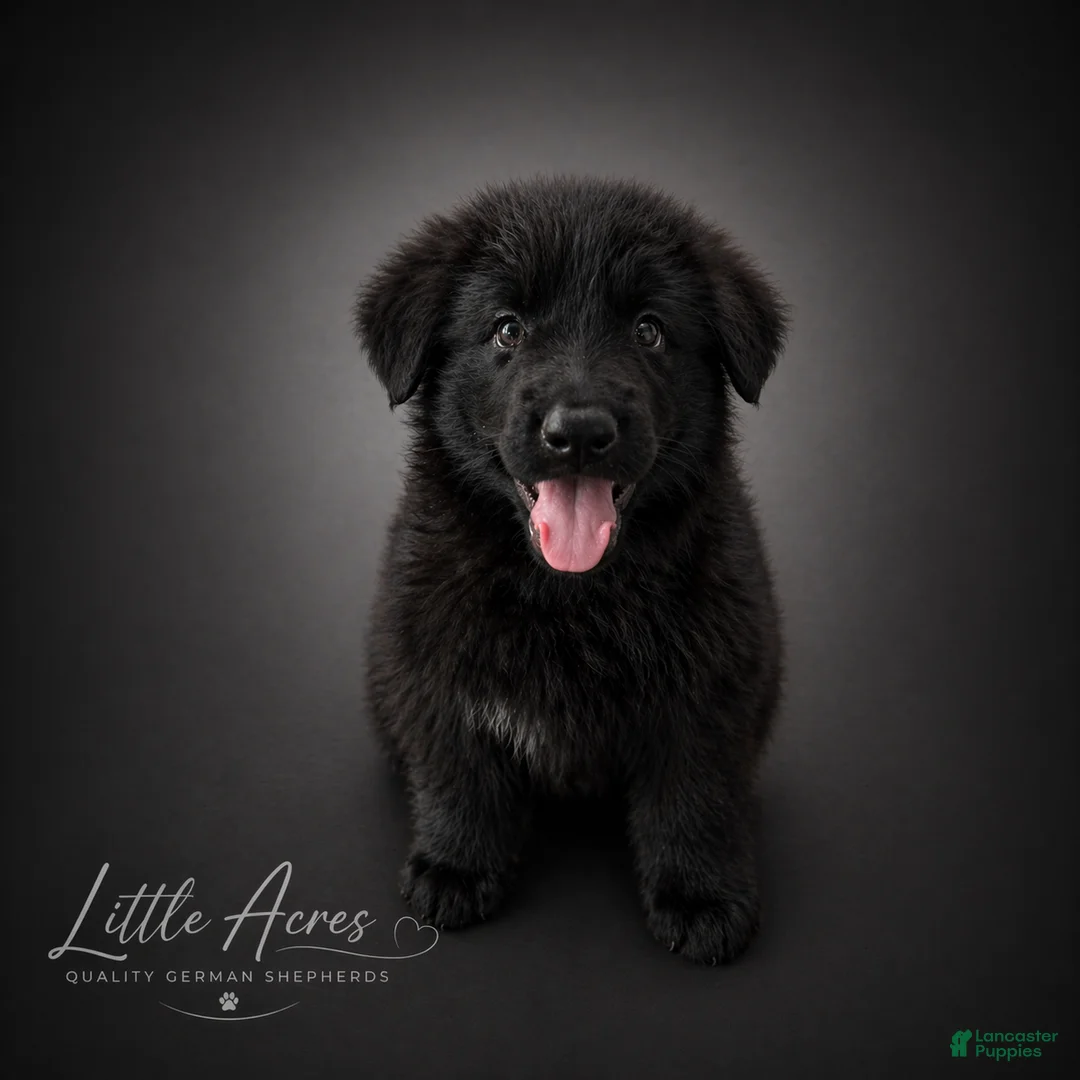 German Shepherd dogs for sale: German Shepherd Puppy 10 - Ad 1