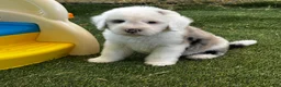 Sheepadoodle dogs for sale: Merle Male 6 - Ad 3