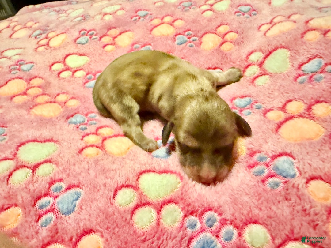 Miniature Dachshund dogs for sale: Cream - Ad 7