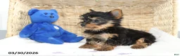 Yorkshire Terrier dogs for sale: Captain - Ad 4