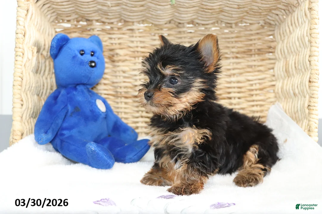 Yorkshire Terrier dogs for sale: Captain - Ad 4