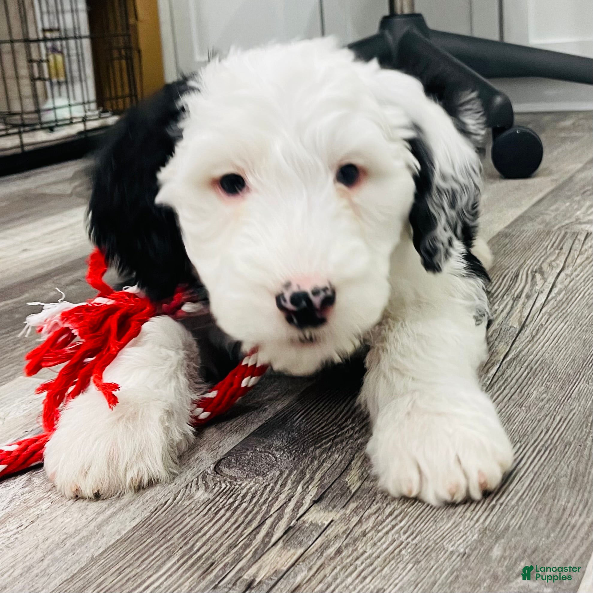 Sheepadoodle dogs Clementine  - Ad 36