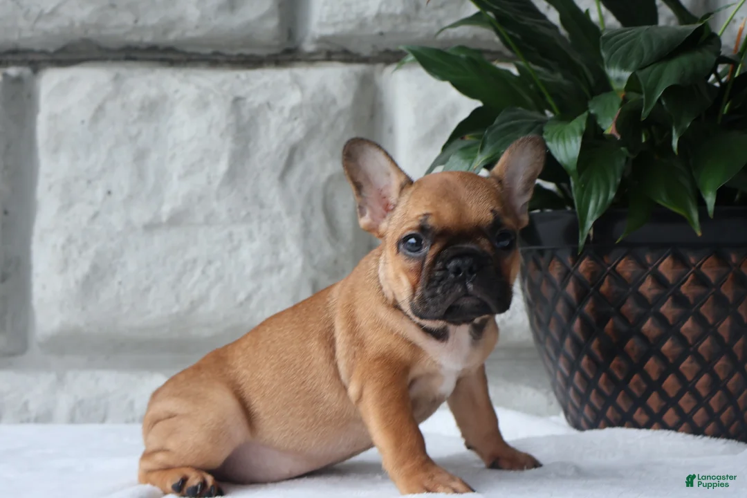 French Bulldog dogs for sale: Sophie - Ad 2