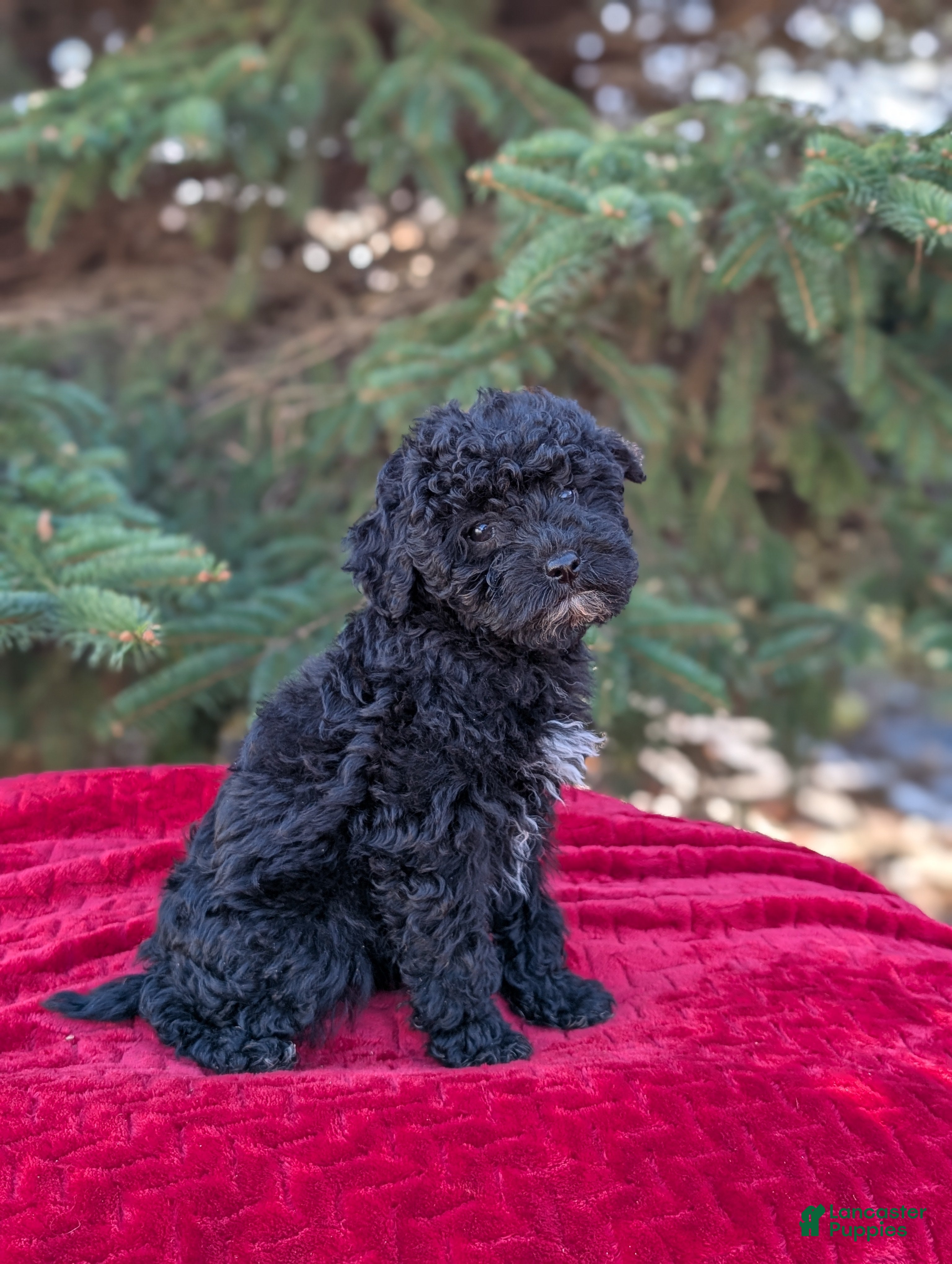 Shihpoo dogs Wednesday  - Ad 21