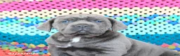 Cane Corso dogs for sale: Dakota - Ad 3