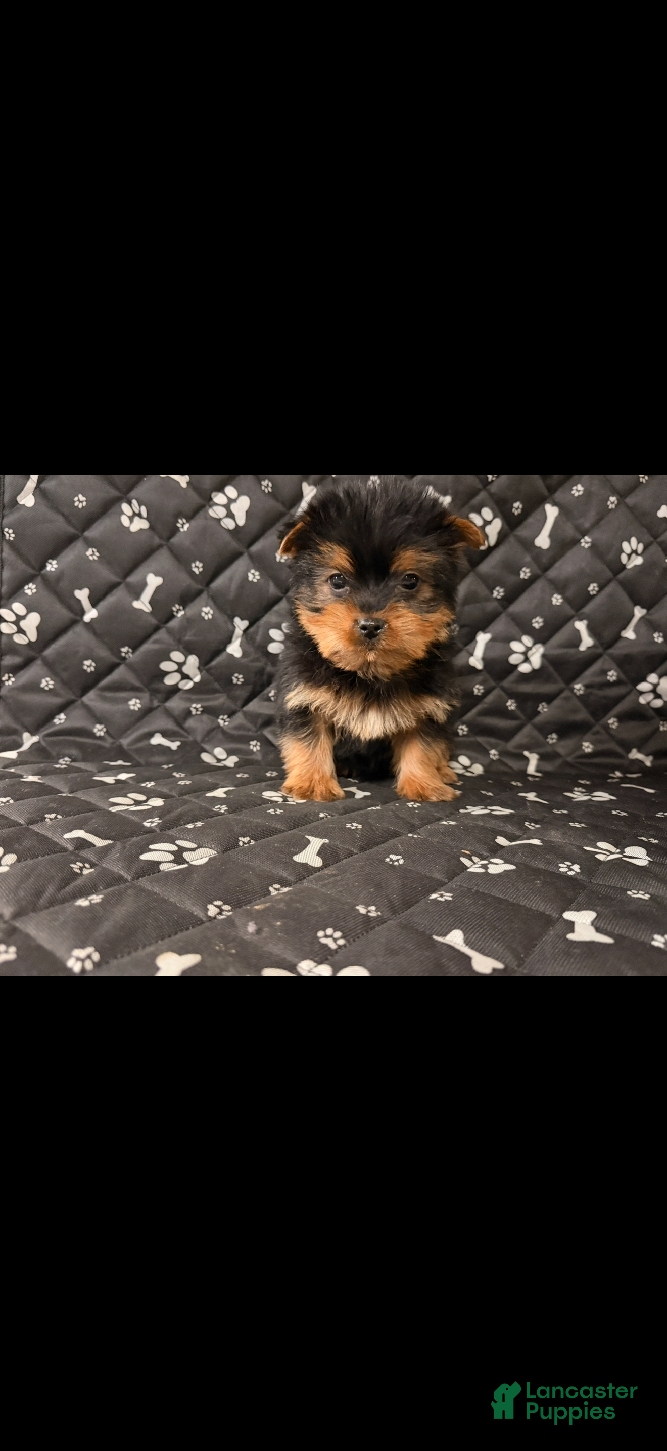 Yorkshire Terrier dogs Yorkshire Terrier Puppy 1 - Ad 16