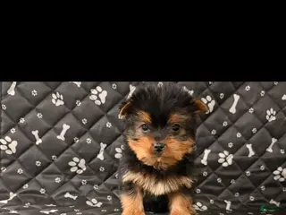 Yorkshire Terrier dogs Yorkshire Terrier Puppy 1 - Ad 16