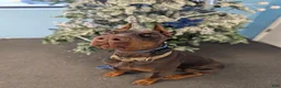 Doberman Pinscher dogs for sale: Doberman Pinscher Puppy 1 - Ad 3
