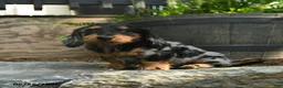 Miniature Dachshund dogs for sale: Clark - Ad 5