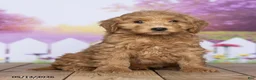 Mini Goldendoodle dogs for sale: Rufus - Ad 2