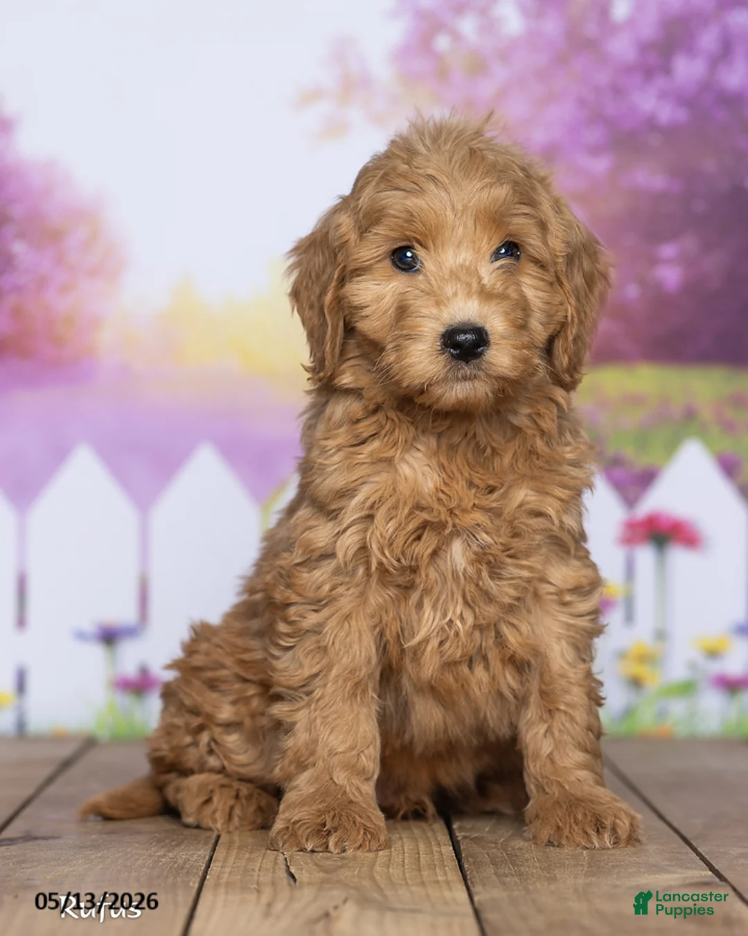 Mini Goldendoodle dogs for sale: Rufus - Ad 2