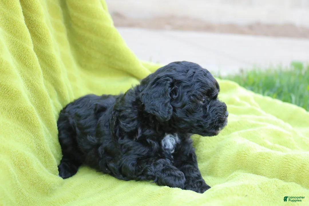 Toy Poodle dogs for sale: Sammie - Ad 1