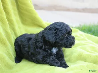 Toy Poodle dogs for sale: Sammie - Ad 2