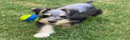 Miniature Schnauzer dogs for sale: Boy - Ad 3