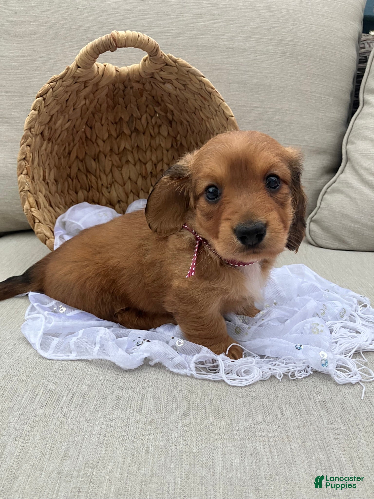 Miniature Dachshund dogs for sale: Daisy - Ad 1