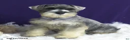Miniature Schnauzer dogs for sale: Charlie - Ad 5