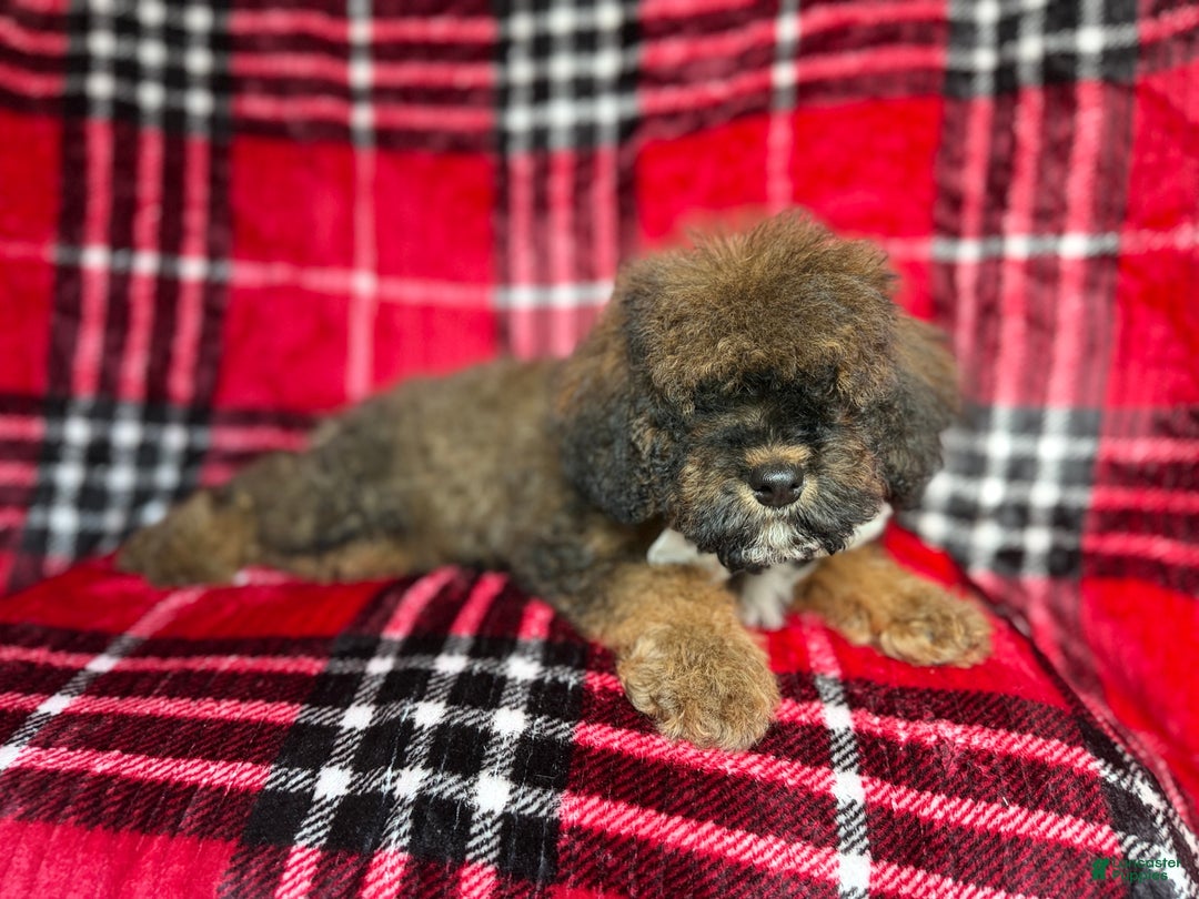 Cockapoo dogs for sale: Nacho - Ad 5