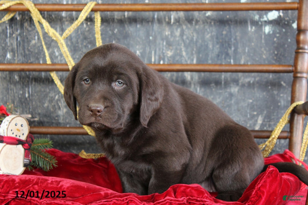 Labrador Retriever dogs for sale: Karley - Ad 2