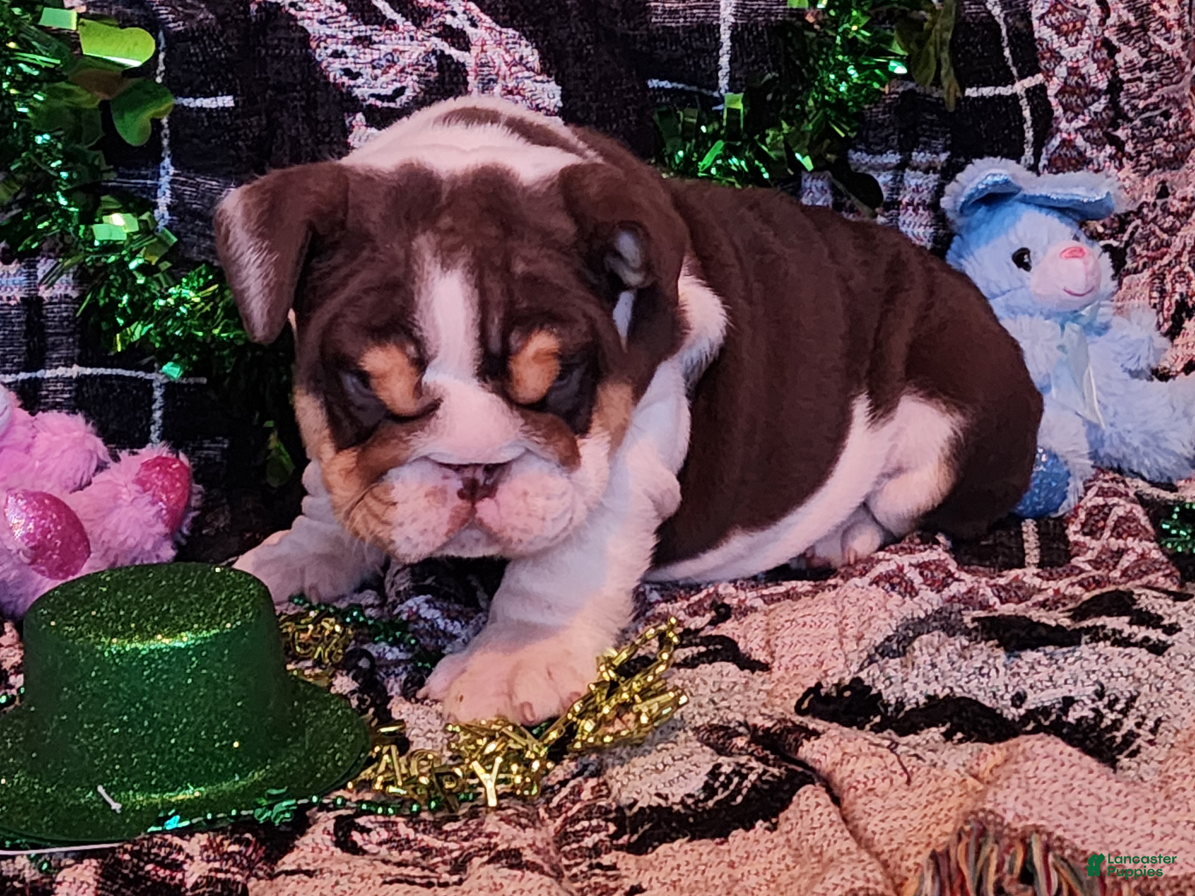 English Bulldog dogs Health clear Snickers  - Ad 1