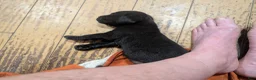 Mixed Breed dogs for sale: Black Bullmastador puppy  - Ad 8