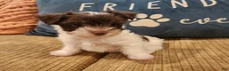 Yorkshire Terrier dogs for sale: Yorkshire Terrier boy chocolate parti - Ad 10